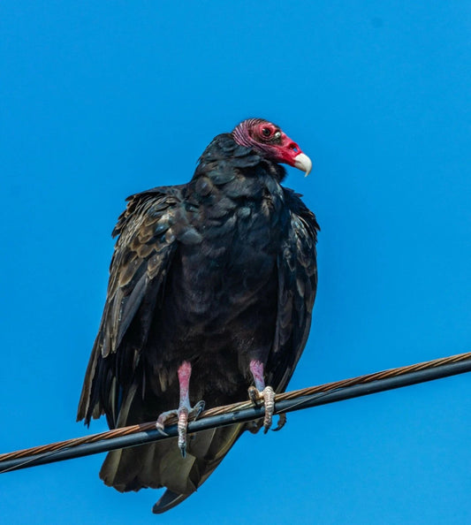 Turkey Vulture Keychain Picture Keychain Buzzards Birds Animals Wildlife