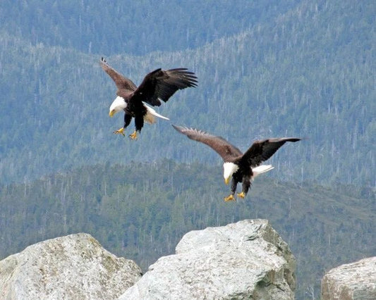 Two Bald Eagles In The Forest Glossy Magnet Animal Print America Magnet Bird