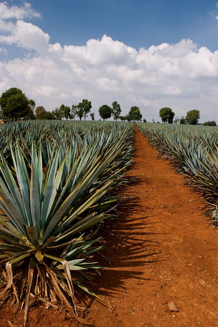 Tequila Agave Fields Landscape Nature Print Jigsaw Puzzle