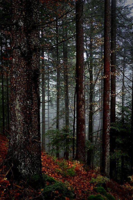 The Black Forest In Germany Nature Print Jigsaw Puzzle