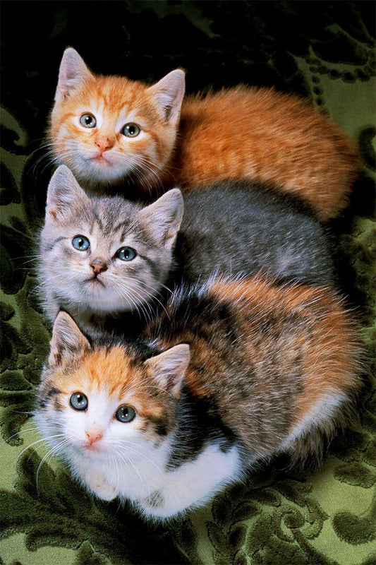 Three Cats Sweet Animals Cute Print Painting Jigsaw Puzzle