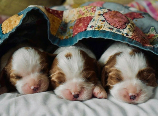 Three Cute Baby Puppy Dogs Under Blanket Adorable Pet Love Picture Poster Photo