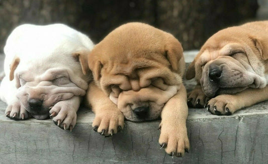 Three Cute Wrinkled Baby Puppy Dogs Adorable Pet Love Picture Keychain Keychain