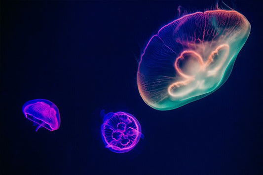 Three Multicolored Jellyfishes Art Wall Decor Jigsaw Puzzle