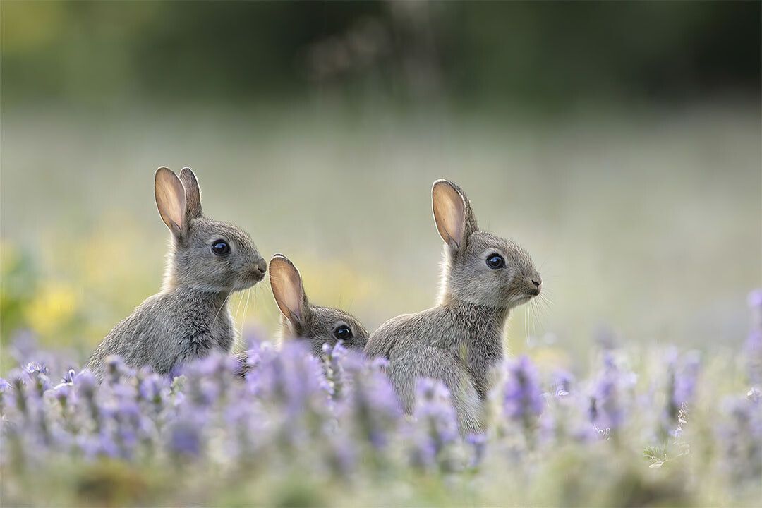 Three Rabbits Animal Herbivore Animals Naturel Life Wall Decor Jigsaw Puzzle