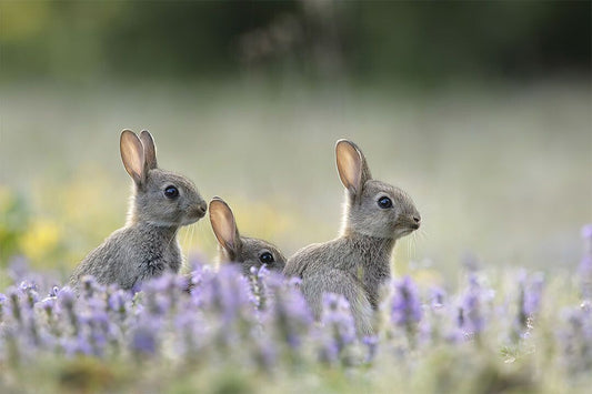Three Rabbits Animal Herbivore Animals Naturel Life Wall Decor Jigsaw Puzzle