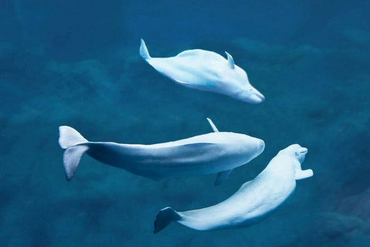 Three White Beluga Whales Swim Poster Print Picture Photo Sea Life Arctic Ocean