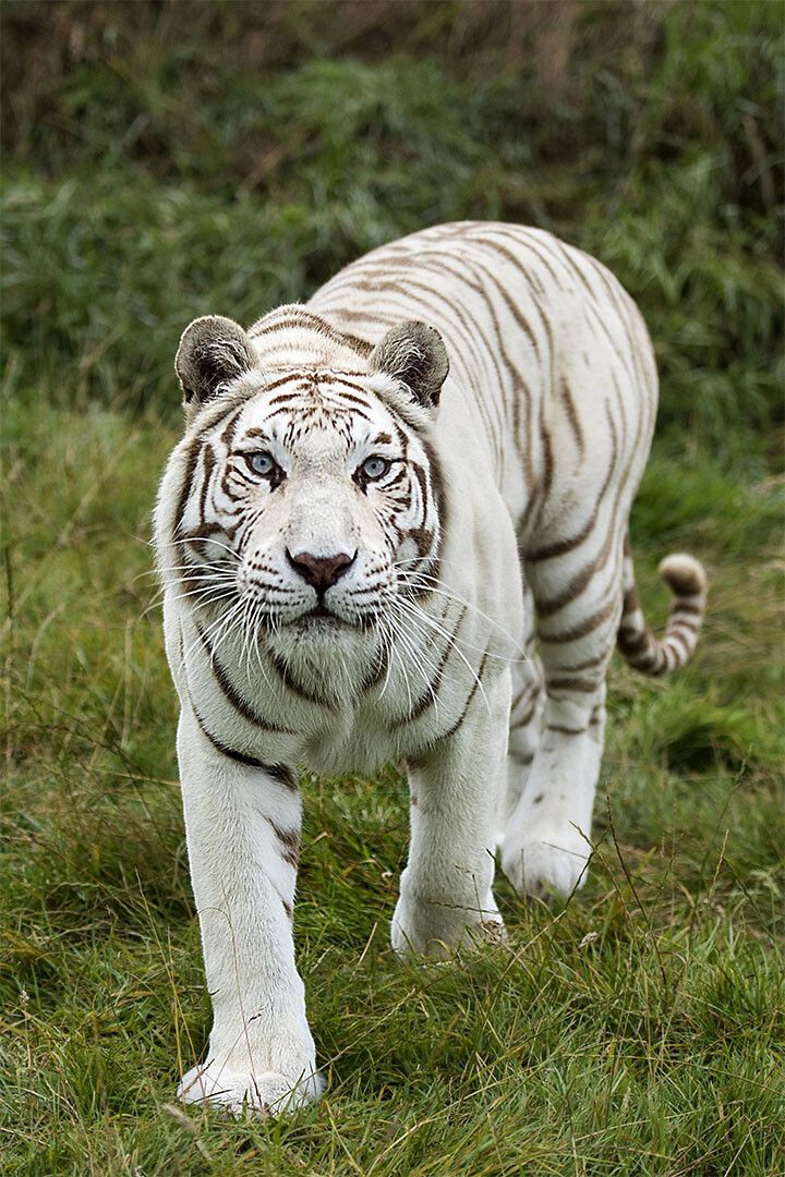 Tiger Animal Dangerous Wander Print Painting Jigsaw Puzzle