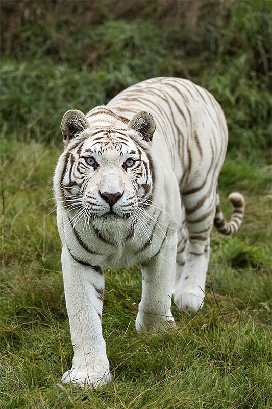 Tiger Animal Dangerous Wander Print Painting Jigsaw Puzzle