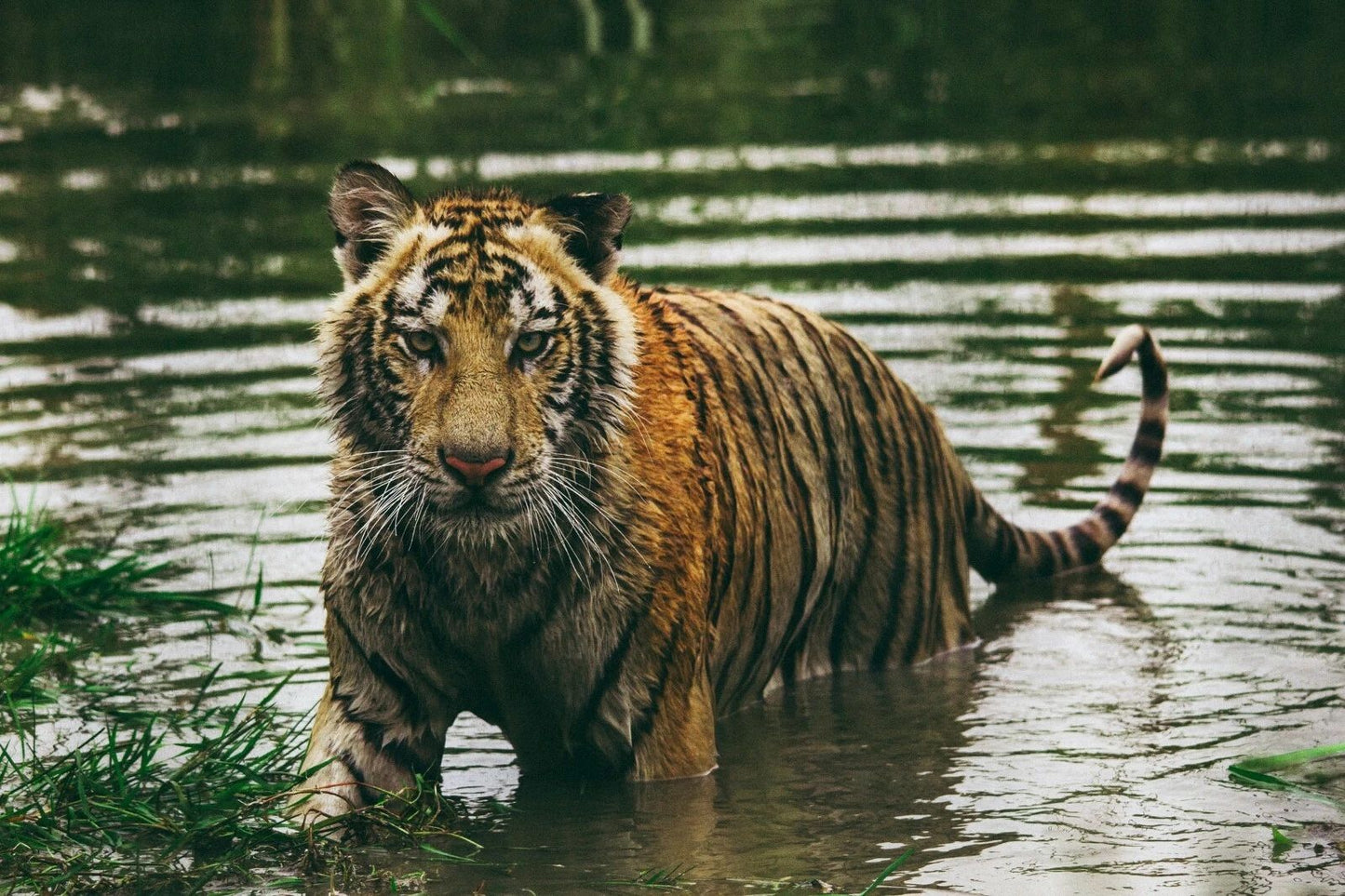 Tiger Denmark Zoo Print Wild Cat Wildlife Nature Kitty 300 Piece Jigsaw Puzzle