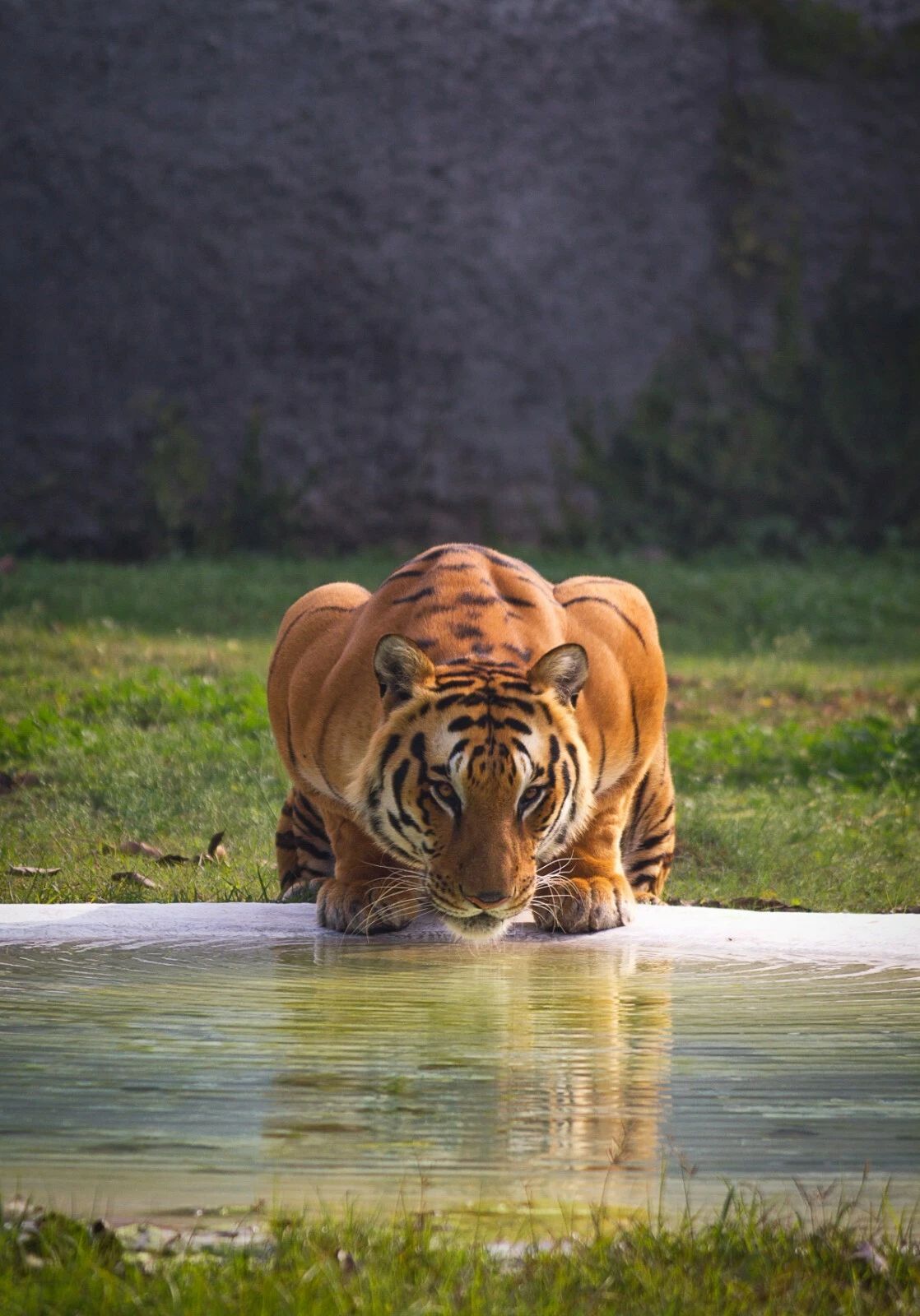 Tiger Drinking Water Form Lake Magnet Picture Magnet Print Wild Cat Feline Jungle