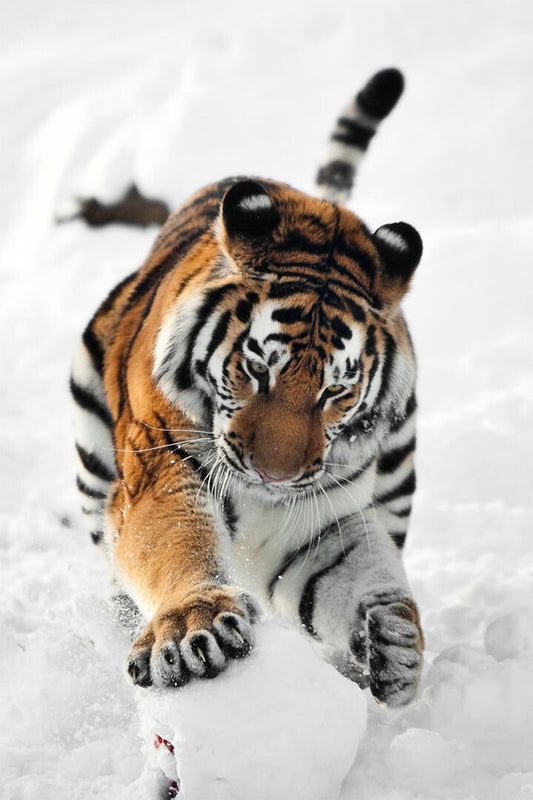 Tiger In Snow Animal Dangerous Picture Print Jigsaw Puzzle