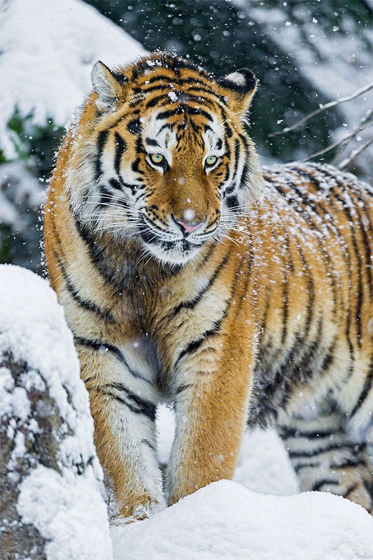 Tiger In Snow Animal Walking Picture Print Jigsaw Puzzle