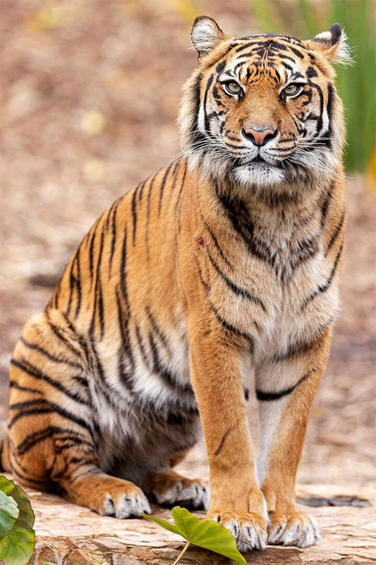 Tiger Psychedelic Wild Animals Africa Cat Jigsaw Puzzle