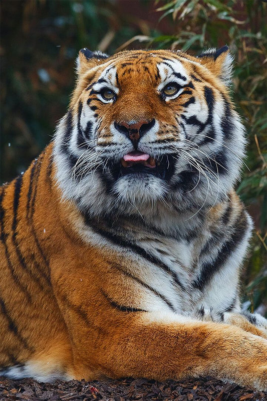 Tiger Sitting In The Forest Painting Print Jigsaw Puzzle