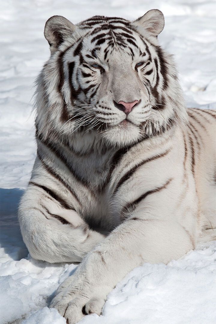 Tiger Sitting On The Snows Painting Print Jigsaw Puzzle