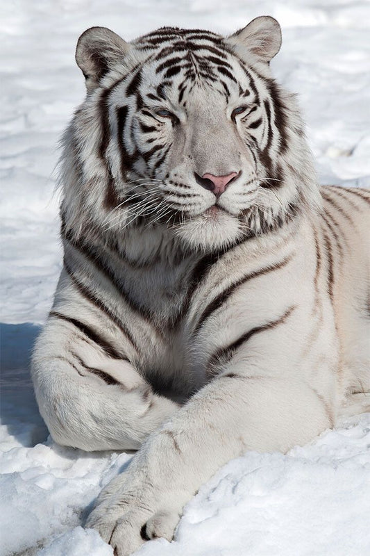 Tiger Sitting On The Snows Painting Print Jigsaw Puzzle