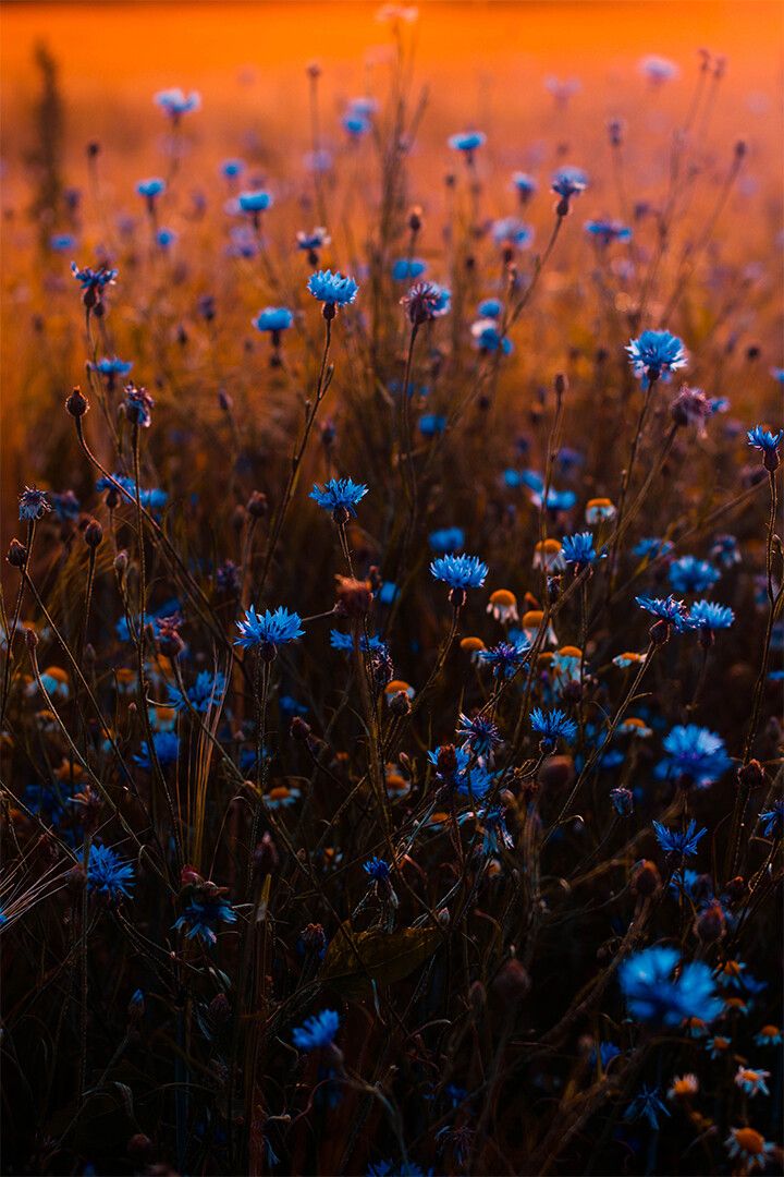 Tilt Shift Lens Jigsaw Puzzle Of Blue Flowers Art Wall Decor Jigsaw Puzzle