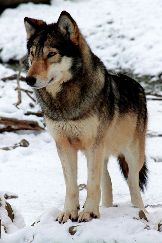 Timber Wolf Animals Picture Print Wall Home Decor Jigsaw Puzzle