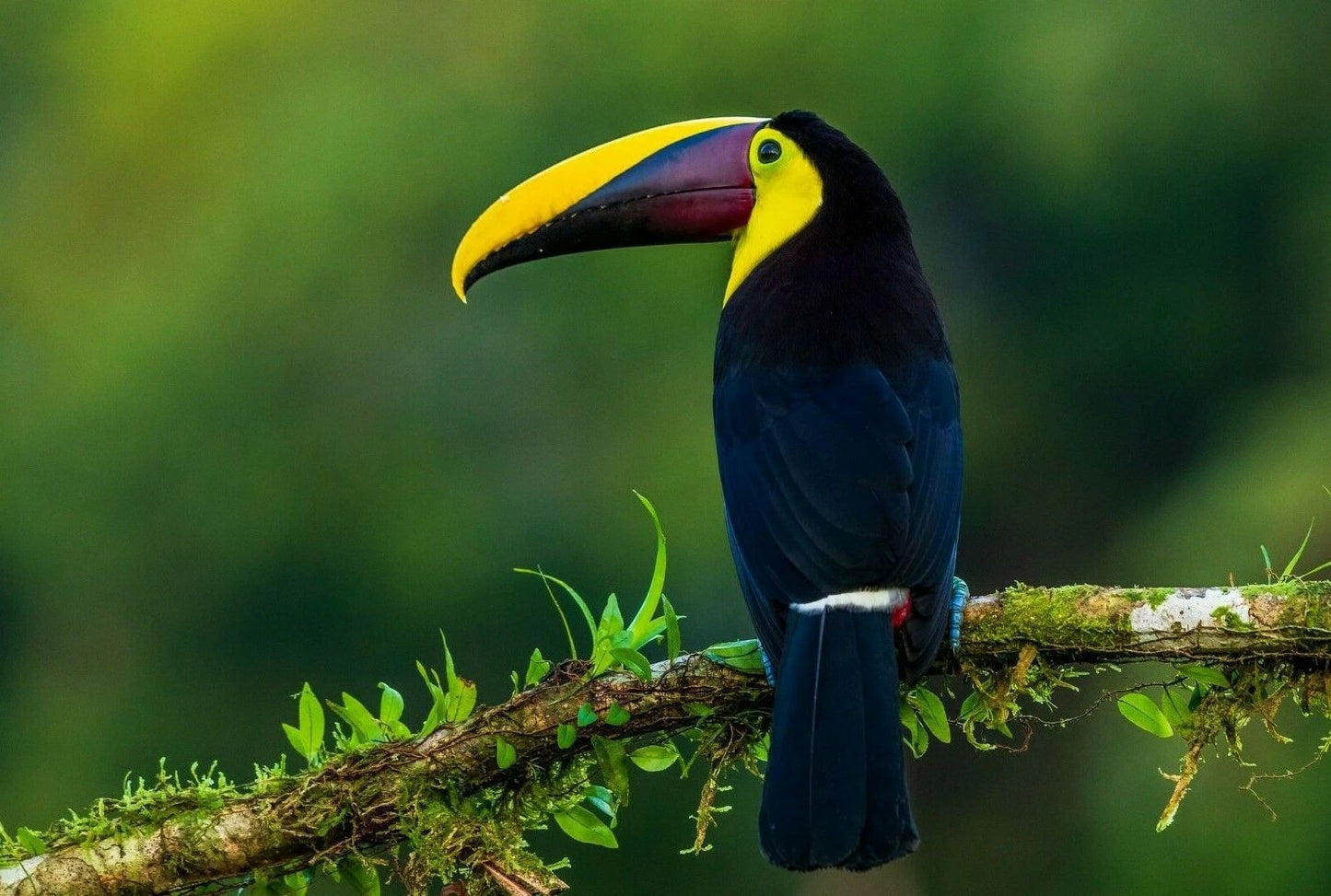 Toucan Tropical Bird Nature Picture Magnet Magnet Print Nature Wall Art Colorful