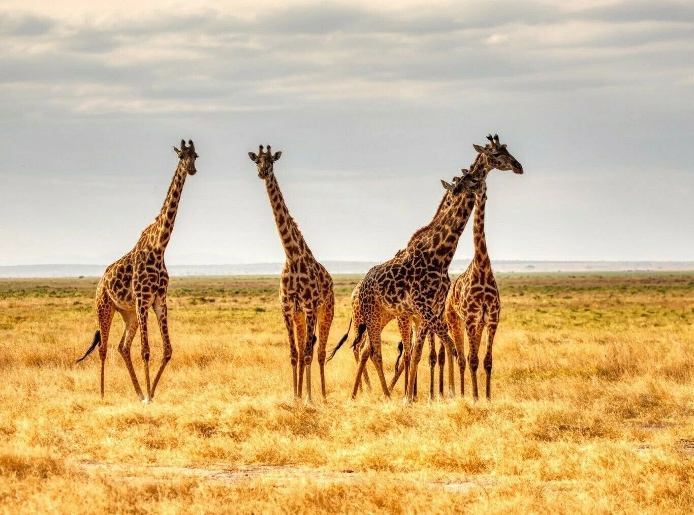 Tower Or Group Of Giraffes African Safari Animal Poster Picture Photo Print