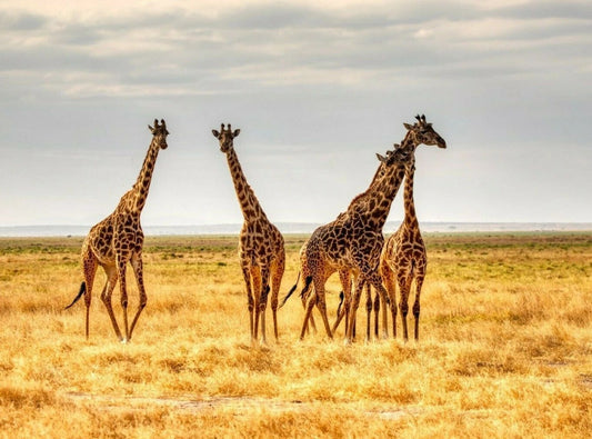 Tower Or Group Of Giraffes African Safari Animal Keychain Picture Keychain Print