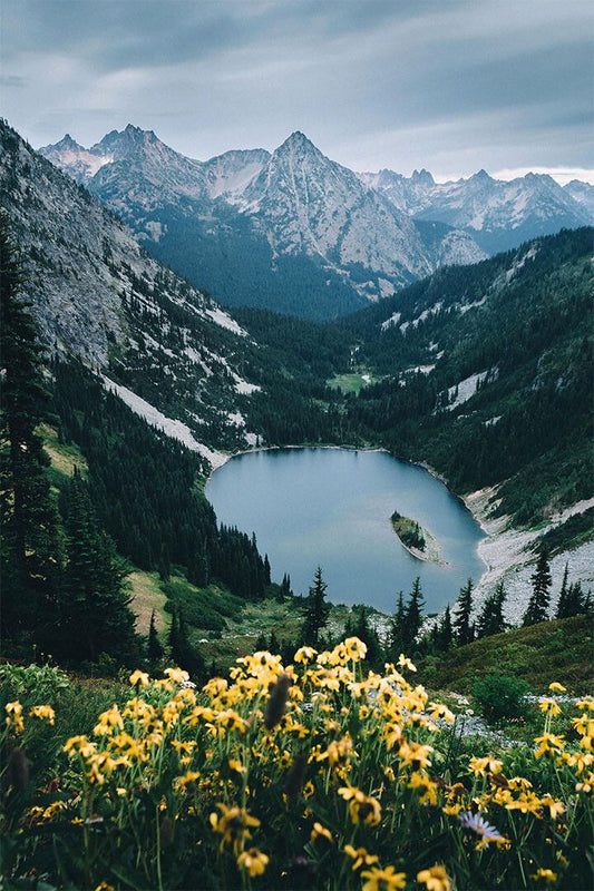 Tree Stump And Mist North Cascades National Park Wall Home Deor Jigsaw Puzzle