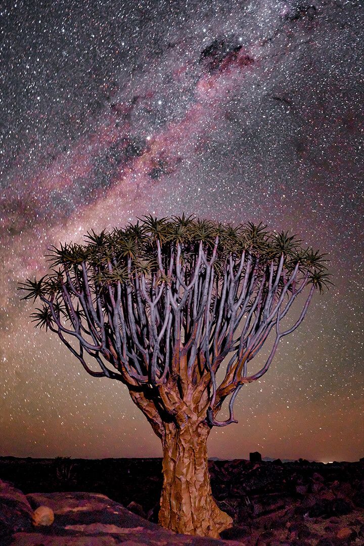 Tree Under Stars Sky Art Wall Decor Jigsaw Puzzle
