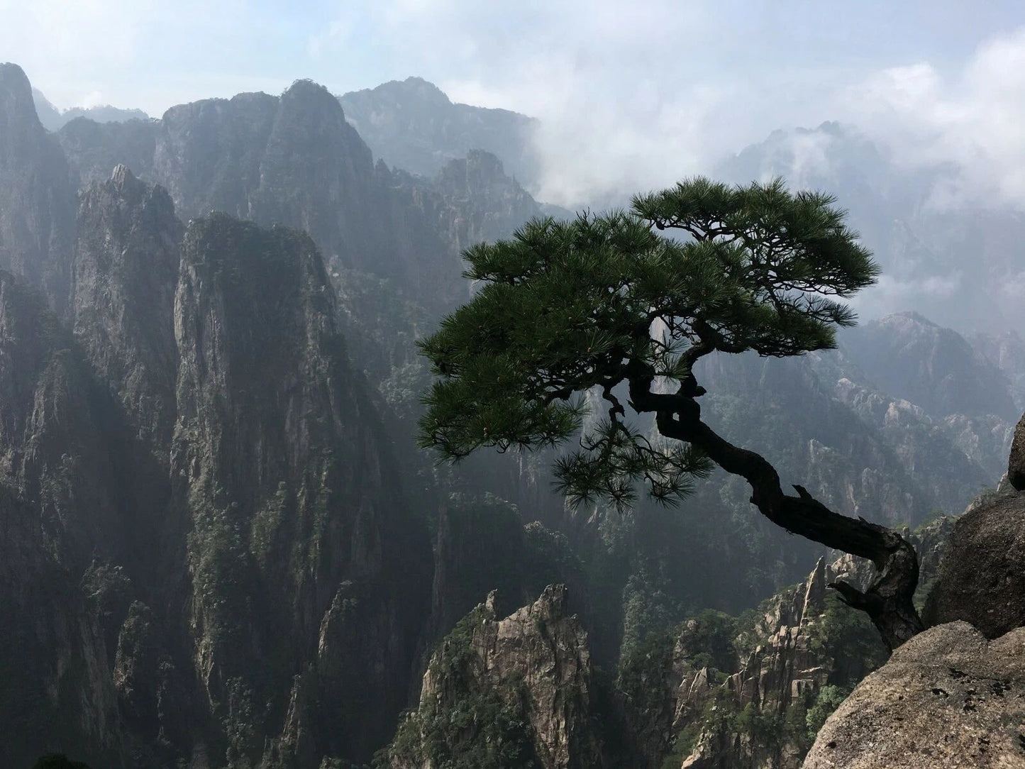 Tree On A Mountain Cliff Nature Magnet Picture Magnet Banner Wall Art