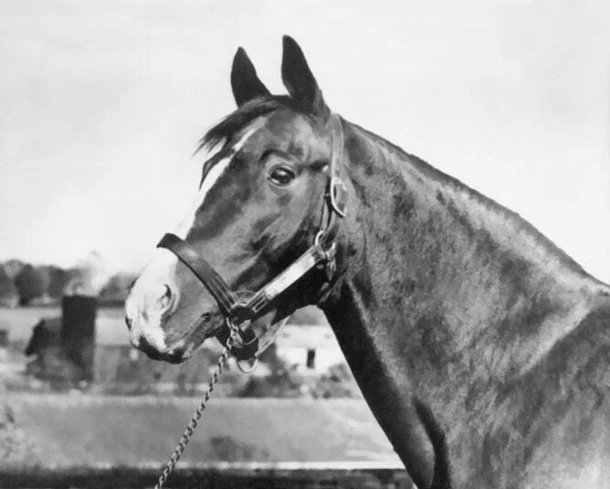 Triple Crown Champion Gallant Fox Glossy Photo Thoroughbred Print Poster