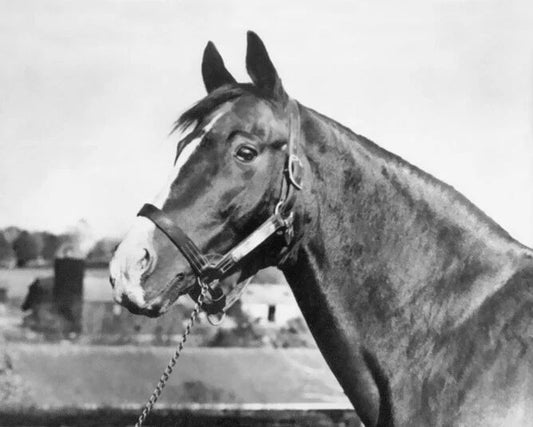 Triple Crown Champion Gallant Fox Glossy Photo Thoroughbred Print Poster