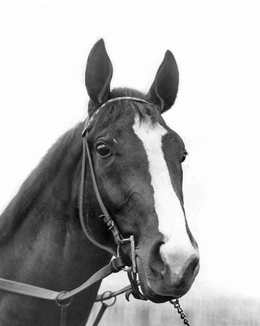 Triple Crown Racehorse Omaha Glossy Magnet Print Jockey Pat Beasley Magnet