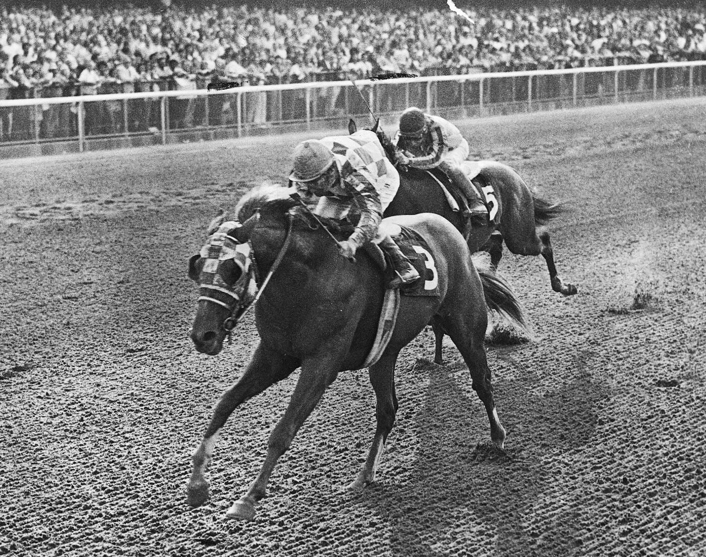 Triple Crown Winner Race Track Horse Secretariat Picture Magnet Print