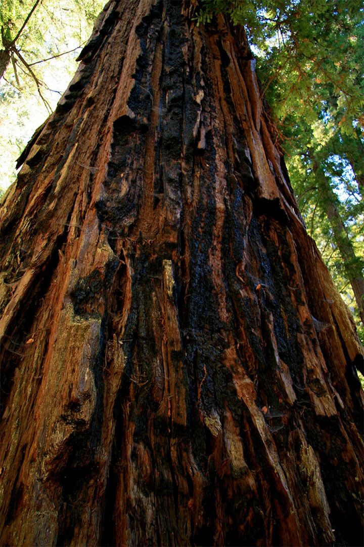 Trunk And Lower Branches Of Giant Redwood Painting Jigsaw Puzzle