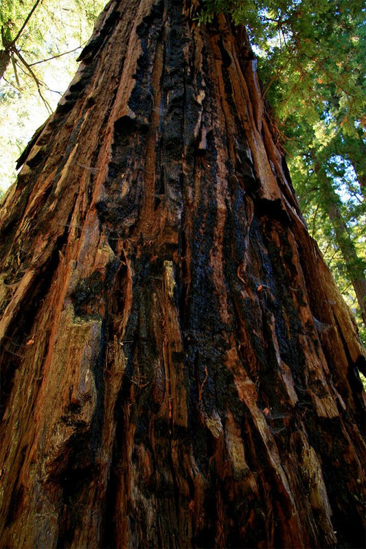 Trunk And Lower Branches Of Giant Redwood Painting Jigsaw Puzzle