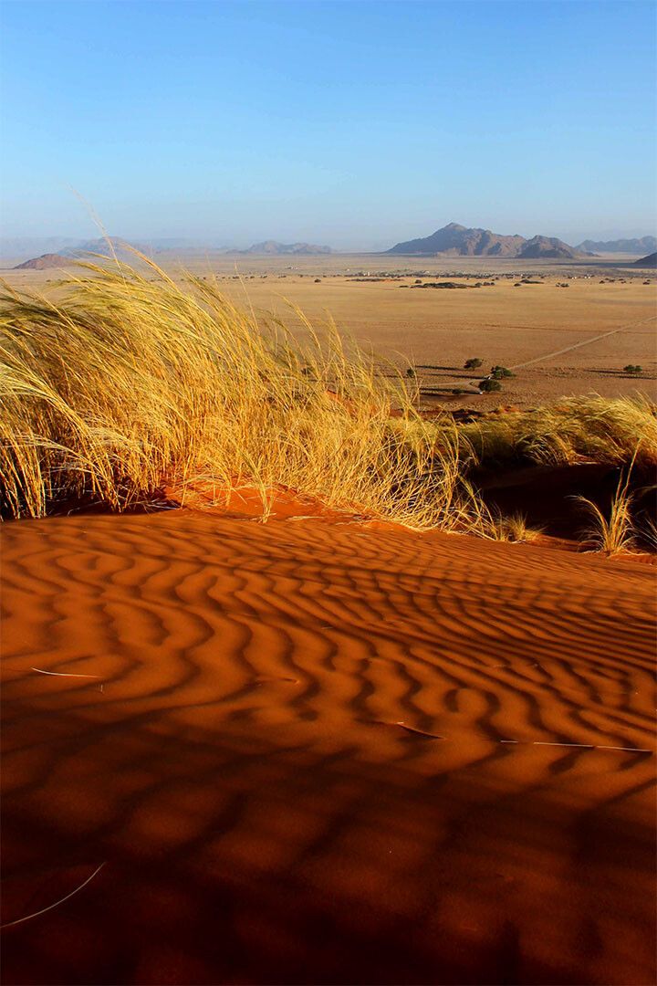 Tumboa Plant In The Namib Desert Painting Jigsaw Puzzle
