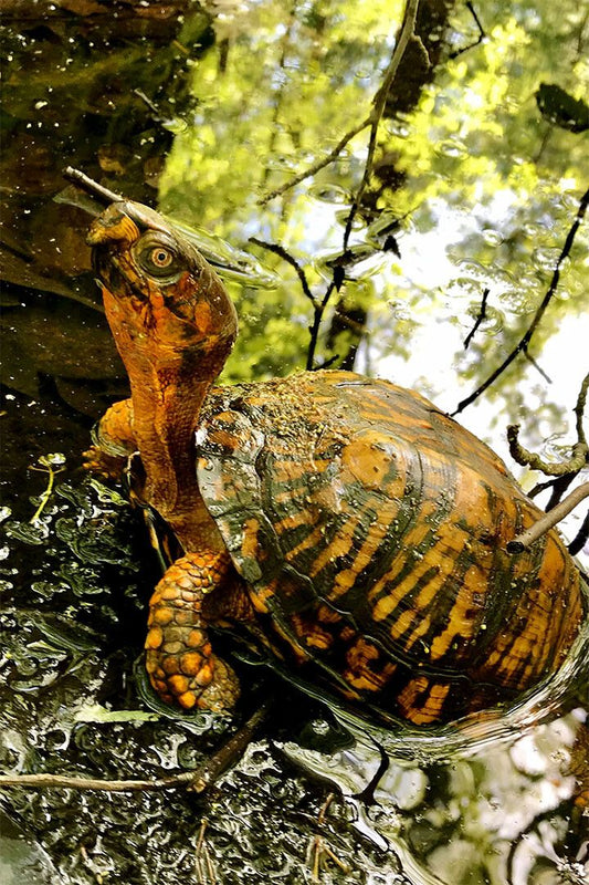 Turtle In Water Reptile Animal Painting Print Jigsaw Puzzle