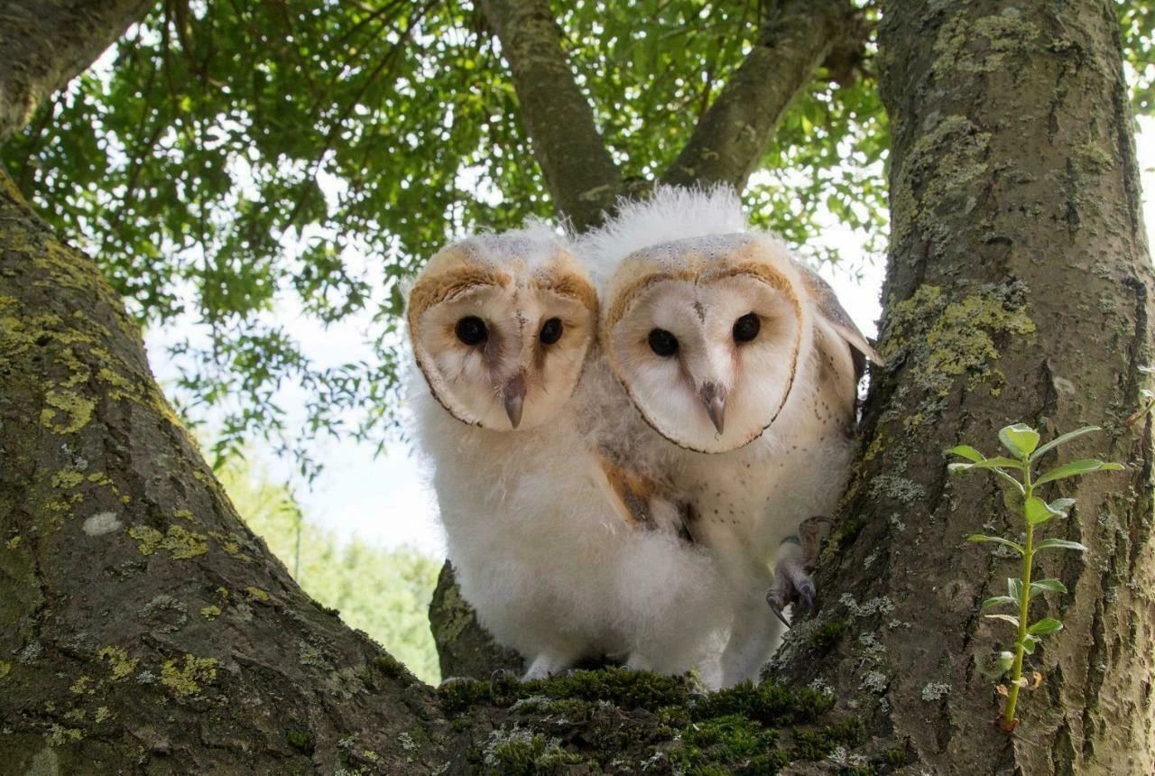 Two Barn Owl Birds In A Tree Wall Print Poster Photo Picture Print