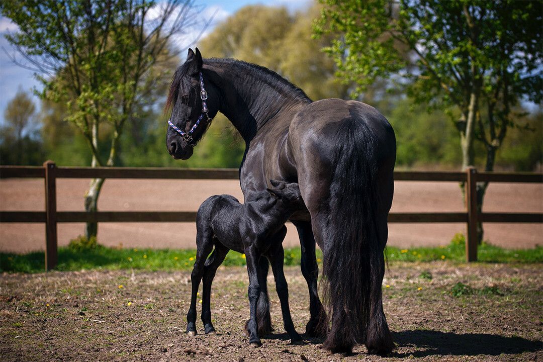 Two Black Horses On Field Art Wall Decor Jigsaw Puzzle