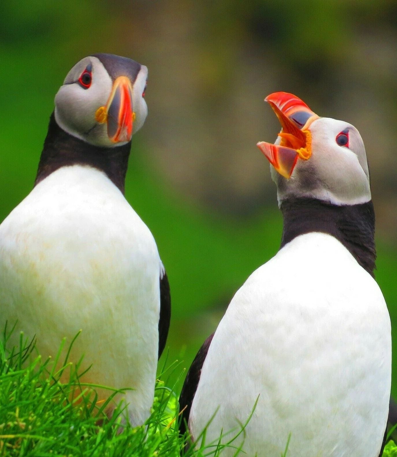 Two Cute Atlantic Puffin Birds Portrait Picture Magnet Magnet Print Wall Art