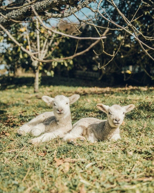 Two Cute Baby Lamb Sheep Grazing Picture Poster Photo Print Wool Farm Animal