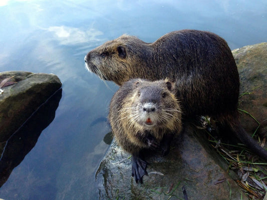 Two Cute Brown Beavers In The Water Nature Magnet Magnet Picture Print