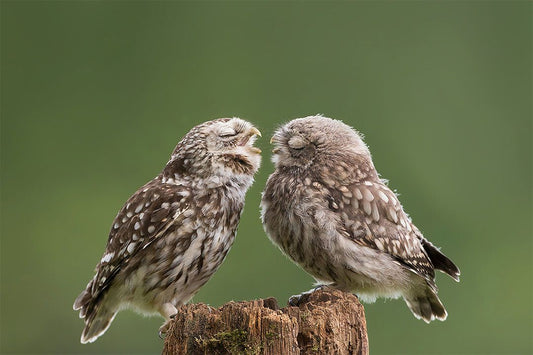 Two Cute Owls With Eyes Closed Animals Naturel Life Wall Decor Jigsaw Puzzle