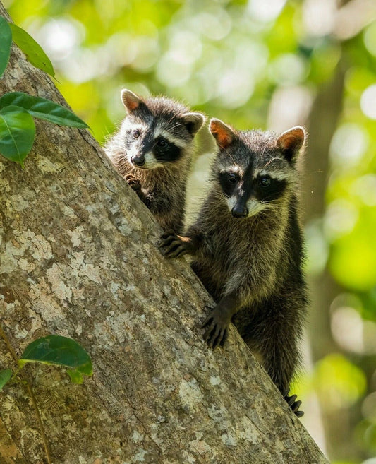 Two Cute Racoons In A Tree Costa Rica Trash Panda Magnet Picture Magnet