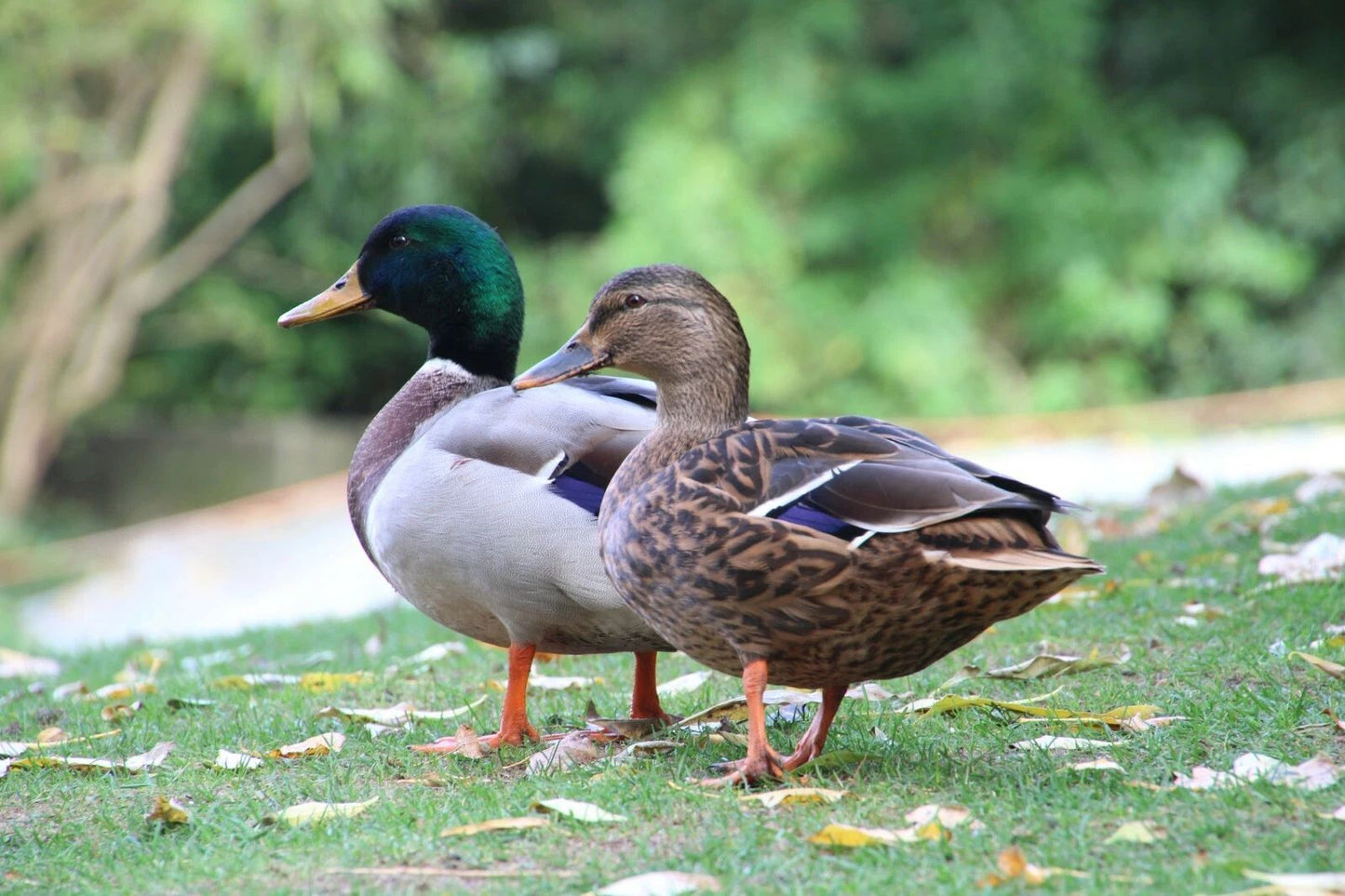 Two Ducks At A Park Poster Picture Photo Nature Birds Quack Cute