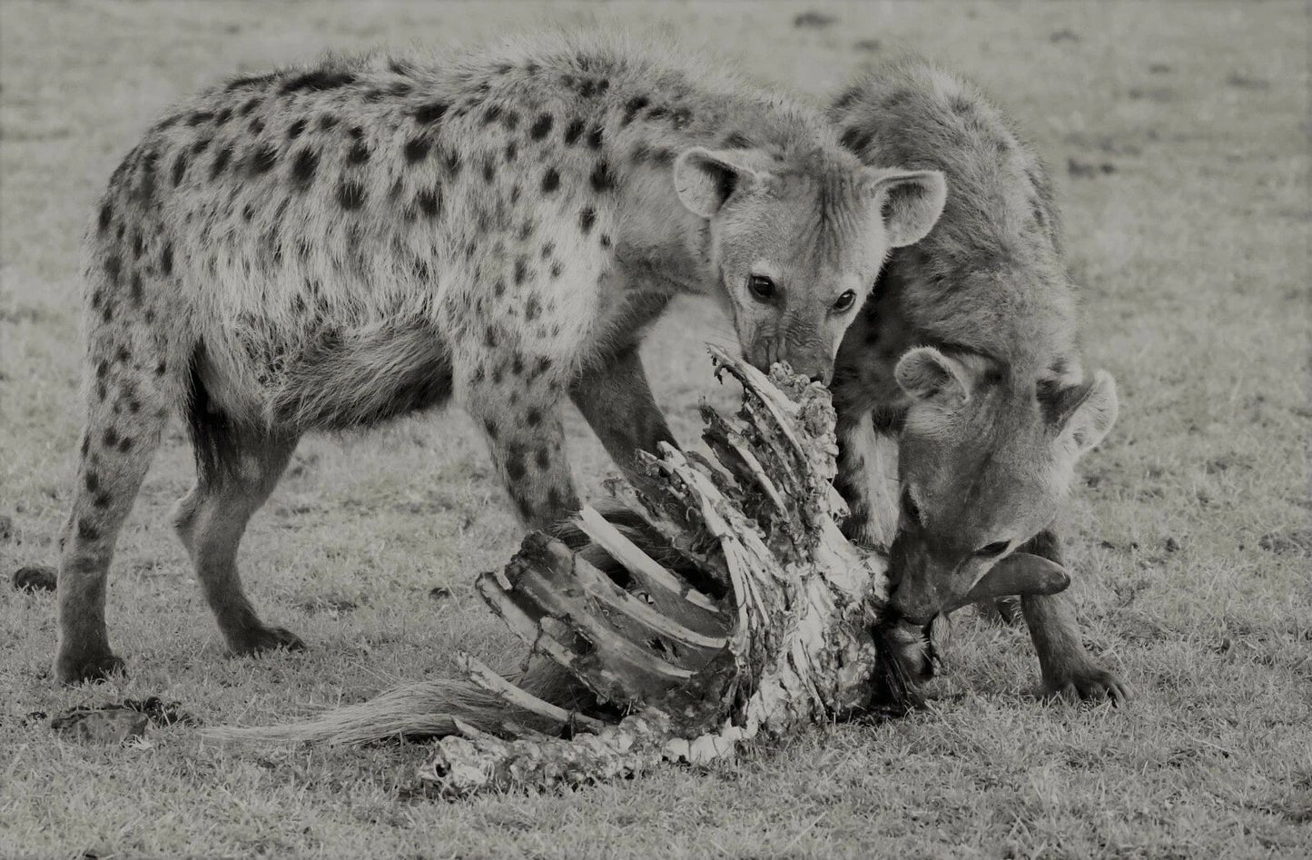 Two Hyenas Eating A Carcass Picture Poster Photo Print Laughing Scavenger