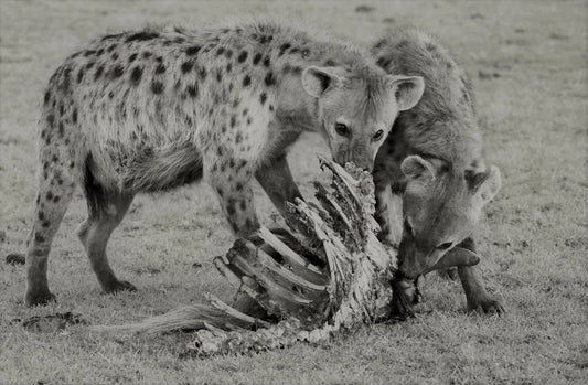 Two Hyenas Eating A Carcass Picture Magnet Magnet Print Laughing Scavenger