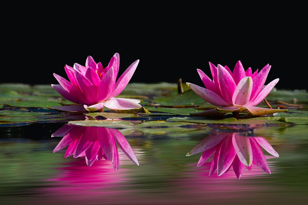 Two Lotus Flowers Surrounded By Pods Above Water Jigsaw Puzzle