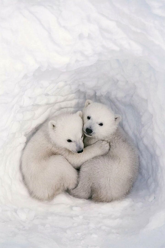 Two Polar Bears I Love You Hugging Cuddling Wild Life Home Jigsaw Puzzle