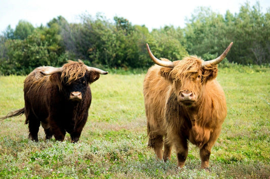 Two Cows With Hair Magnet Picture Magnet Cattle Bull Dairy Beef Ox Animal